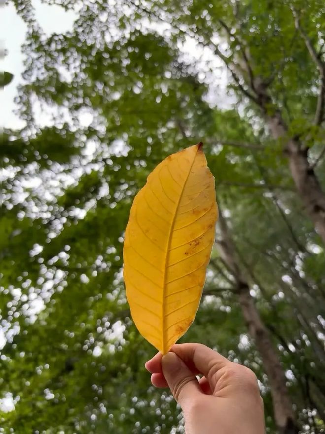 蓝狮平台注册：真爱大牌返场|| 一上线就被抢空的牌子，这次居然100+就能拥有