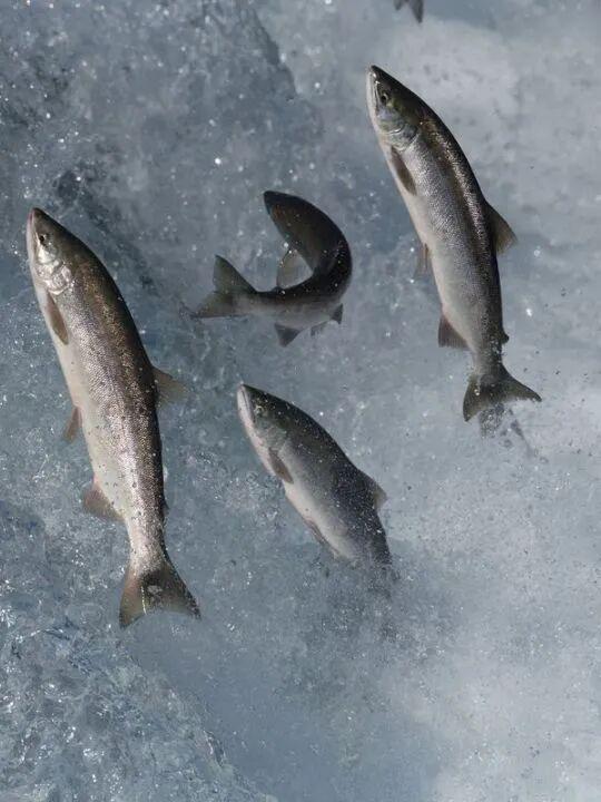 蓝狮平台注册：真爱大牌返场|| 一上线就被抢空的牌子，这次居然100+就能拥有