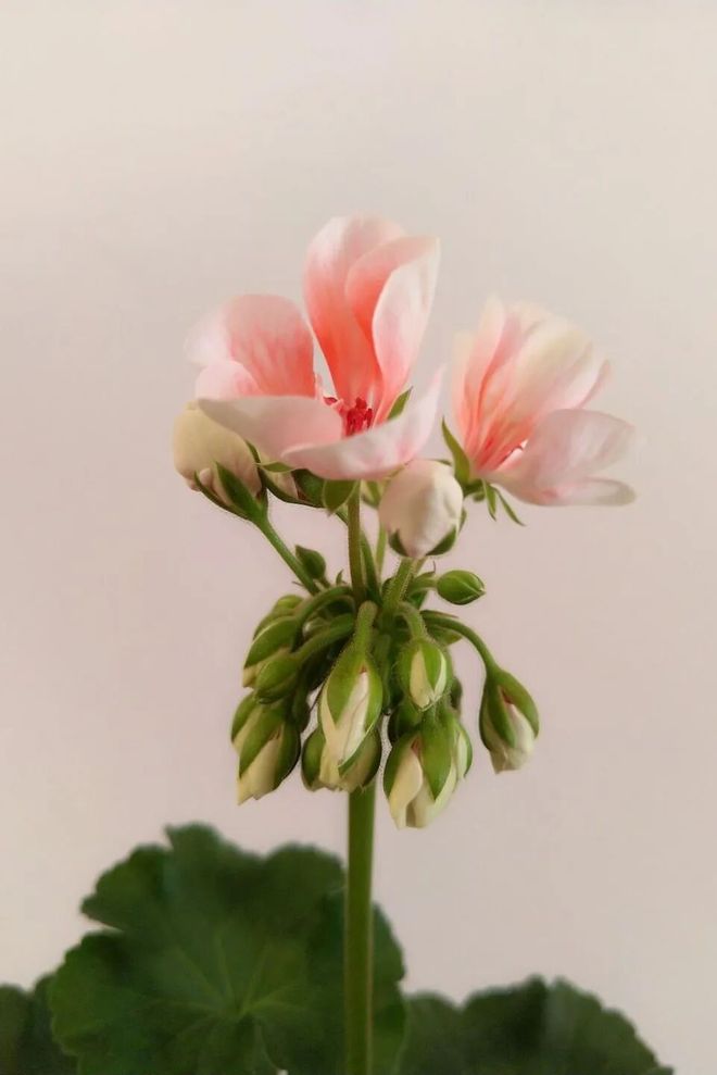 蓝狮平台注册：真爱大牌返场|| 一上线就被抢空的牌子，这次居然100+就能拥有